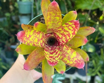 Billbergia vittata ‘Domingos Martins' Billbergia vittata 'Domingos Martins' – Tropiflora