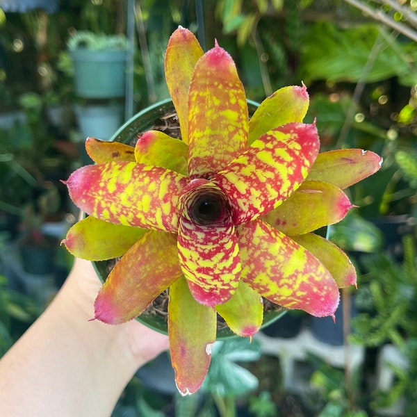 Neoregelia Wild Tiger Rare Bromeliad Live Plant