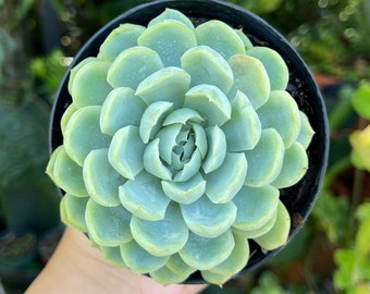 Echeveria Elegans Mexican Snowball Rare Succulent Live Plant