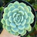 see more listings in the Echeveria section