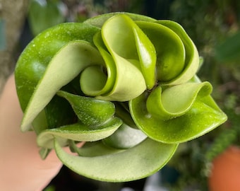Hindu Rope Hoya Carnosa Compacta Rare Succulent Live Plant