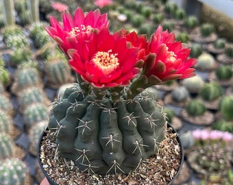 Gymnocalycium Baldianum ' Dwarf Chin Cactus ' Rare Succulent Live