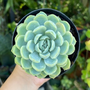 Echeveria Elegans Mexican Snowball Rare Succulent Live Plant