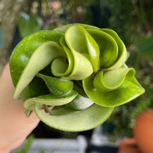 Hindu Rope Hoya Carnosa Compacta Rare Succulent Live Plant