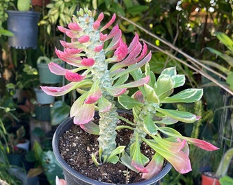 Euphorbia Meloformis F. Variegata - 4" Pot (pot Included) - Etsy