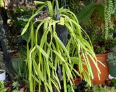 Rhipsalis Micrantha F. Tonduzii Cactus Rare Succulent Live Plant
