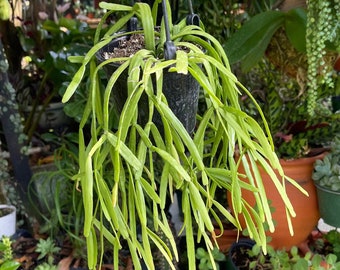 Rhipsalis Micrantha F. Tonduzii Cactus Rare Succulent Live Plant
