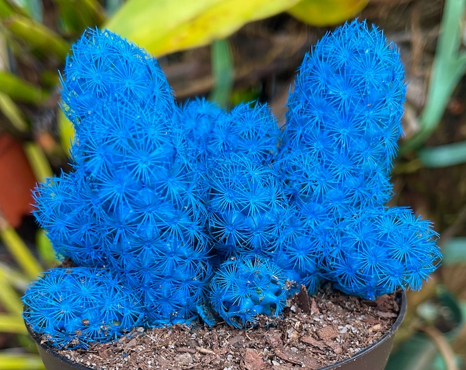 Blue Desert Gems Cacti Rare Succulent Cactus Plant Etsy
