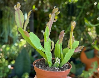 2” Rhipsalis Micrantha Cactus Rare Succulent Live Cacti Plant