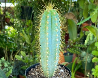 Blue Pilosocereus Magnificus Cactus Rare Succulent Live Cacti Plant