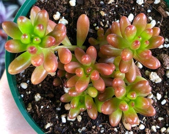 Sedum Rubrotinctum Red Jelly Beans Rare Succulent Live Plant