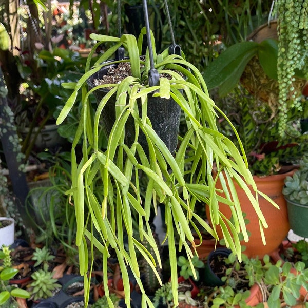 Rhipsalis Micrantha F. Tonduzii Cactus Rare Succulent Live Plant