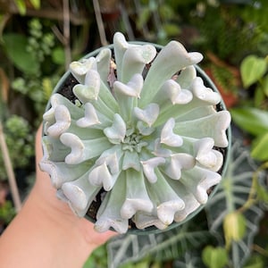 Echeveria Runyonii Topsy Turvy Rare Succulent Live Plant