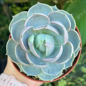 Echeveria Lotus Rare Succulent Live Plant
