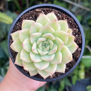 Echeveria Lime N Chile Rare Succulent Live Plant