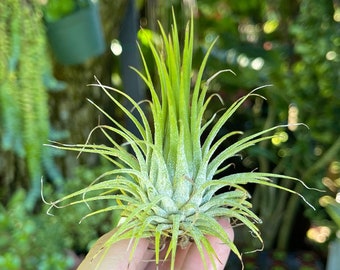 Five Air Plants, Tillandsia Ionantha, the Blushing Bride - Etsy