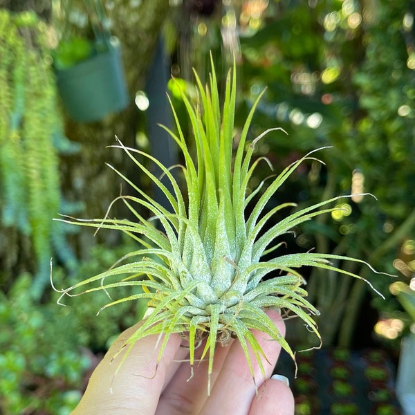 Tillandsia Ionantha Live Air Plant