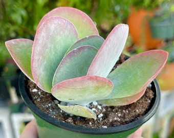 Kalanchoe Luciae Flapjack Rare Succulent Live Plant