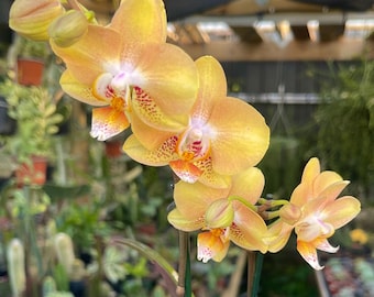 Phalaenopsis Aphrodite Moth Orchid Live Plant