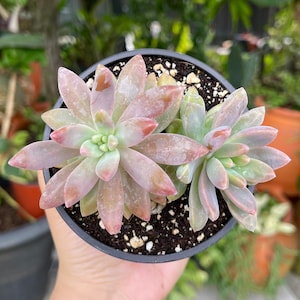 May include: A small potted succulent plant with fleshy, light green leaves with pink edges. The plant is in a black plastic pot with a small amount of soil.