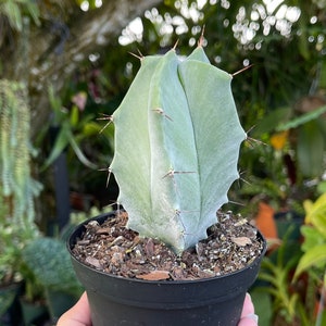 May include: A small, light green cactus with white spines in a black plastic pot. The cactus is in a hand, with a blurred background of other plants.