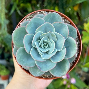 Echeveria Atlantis Rare Succulent Live Plant