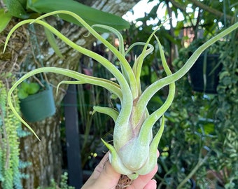 XL Chiapensis X Caput Medusae Tillandsia chiapensis x T.caput