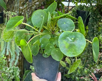 Pilea Peperomioides ‘ Chinese Money Plant ‘ Rare Succulent Live Plant