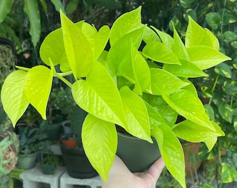 6” Neon Pothos Rare Live House Plant