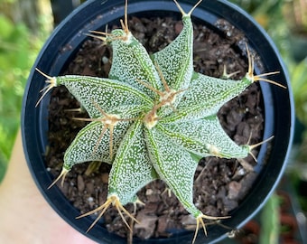 Astrophytum Ornatum Star Cactus Rare Succulent Cacti Live Plant