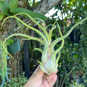 Caput Medusae Tillandsia ‘ Medusa’s Head ‘ Live Air Plant
