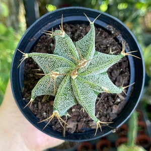 Astrophytum Ornatum Star Cactus Rare Succulent Cacti Live Plant