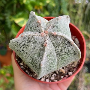 Astrophytum Myriostigma Cactus Rare Succulent Cacti Live Plant