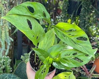 Monstera Adansonii ‘ Swiss Cheese Plant ‘ Rare Live Plant