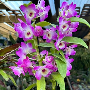 May include: A potted orchid plant with vibrant purple and white flowers and green leaves. The orchid is in a black plastic pot filled with brown potting material. The background shows other plants in a greenhouse setting.