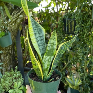 Sansevieria Trifasciata ‘Mother in Laws Tongue’ Snake Plant