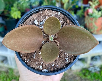 Kalanchoe Orgyalis Rare Succulent Live Plant