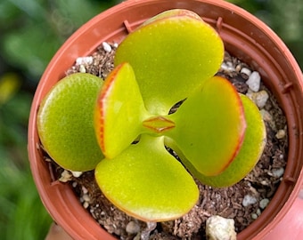 2” Crassula Jade Ovata Rare Succulent Live Plant