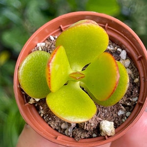 2” Crassula Jade Ovata Rare Succulent Live Plant