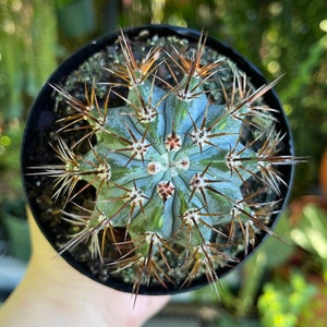 Blue Melocactus Glaucescens Azureus Cactus Rare Succulent Live Cacti Plant
