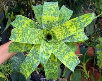 6” Vriesea Batik Rare Bromeliad Live Plant