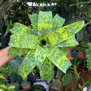 6” Vriesea Batik Rare Bromeliad Live Plant