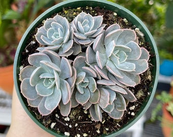 Echeveria Pollux Cluster Rare Succulent Live Plant