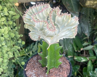 6” Euphorbia Lactea Cristata White ‘ Coral Cactus ‘ Rare Succulent Live Plant
