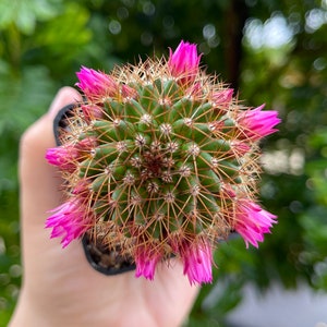 Mammillaria Spinosissima Spiny Pincushion Cactus Rare Succulent Live Cacti Plant