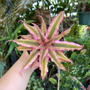 Cryptanthus Bivittatus Pink Starlite Rare Live Plant image 1