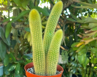 Cleistocactus Winteri Golden Rat Tail Cactus Rare Succulent Live Plant