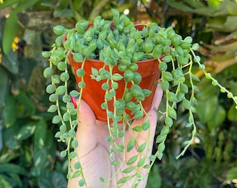 String of Raindrops Senecio Hybrid Succulent Plant - Etsy