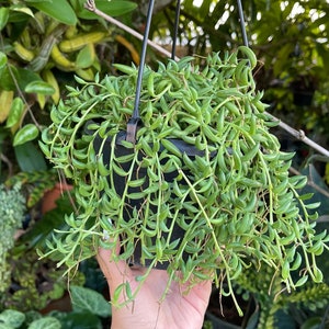 String Of Bananas Senecio Radicans Rare Succulent Live Hanging Plant