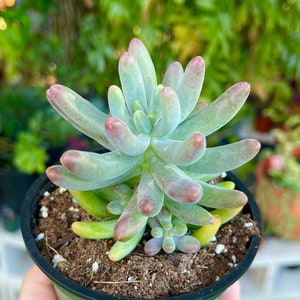 Sedum Pachyphyllum Jelly Bean Rare Succulent Live Plant